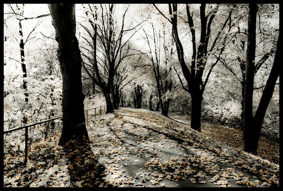 Wedding Lane II - ID 000673