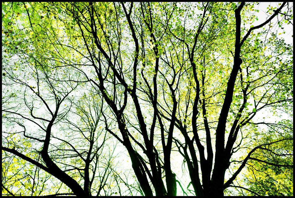 Last Leaves - ID 000677