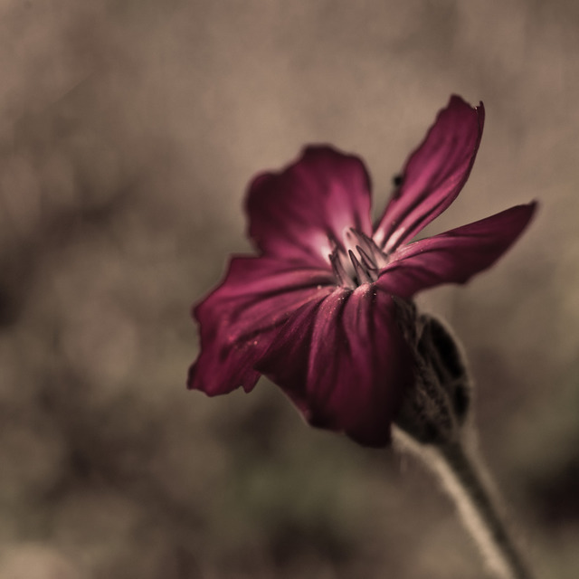 One of Last - ID 000682