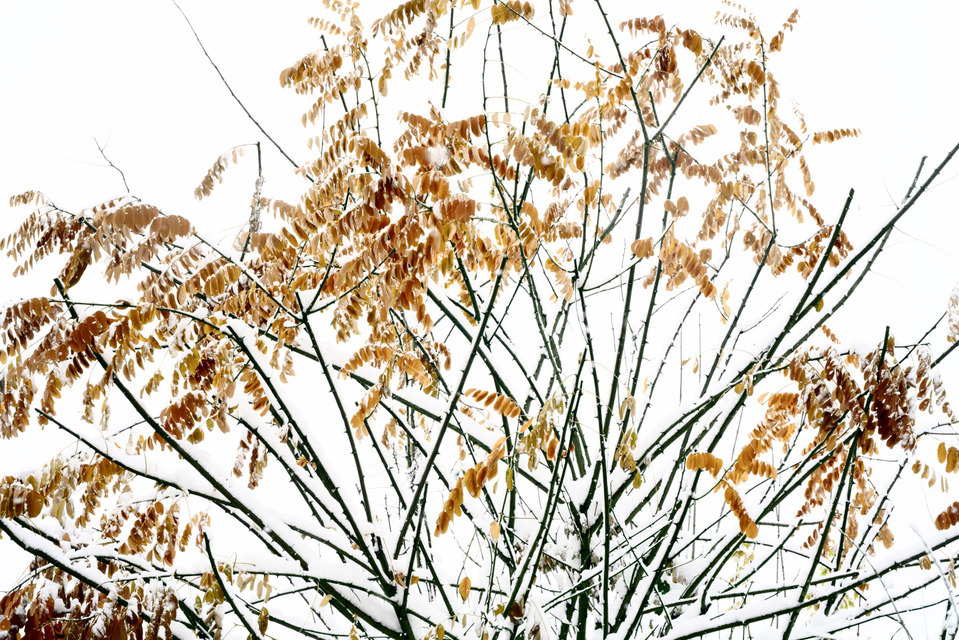 First Snow VII - ID 000690