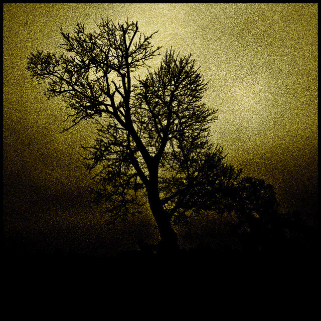 Tree without Leaves - ID 000716