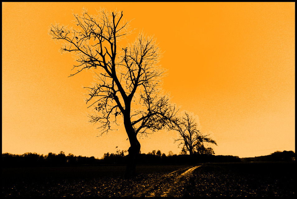 Orange Sky Tree - ID 000717