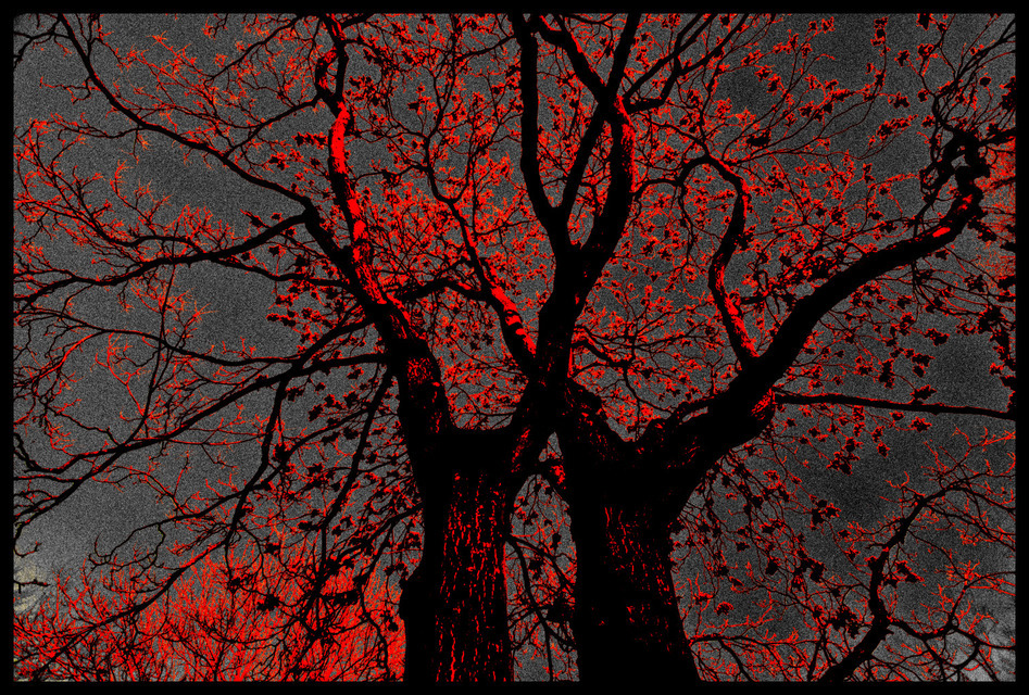 Tree on Fire - ID 000752