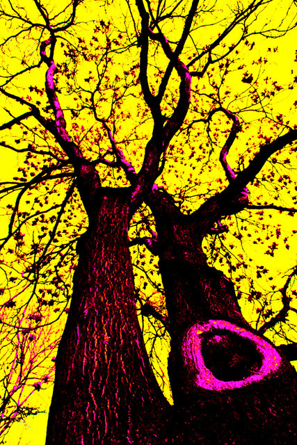 Pop Art Tree - ID 000754