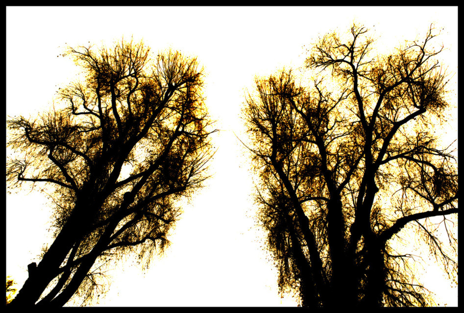 Brothers - ID 000765