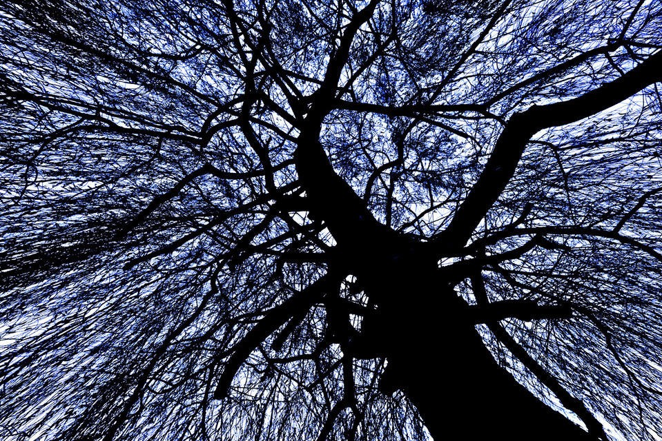 Black on White with Blue - ID 000772