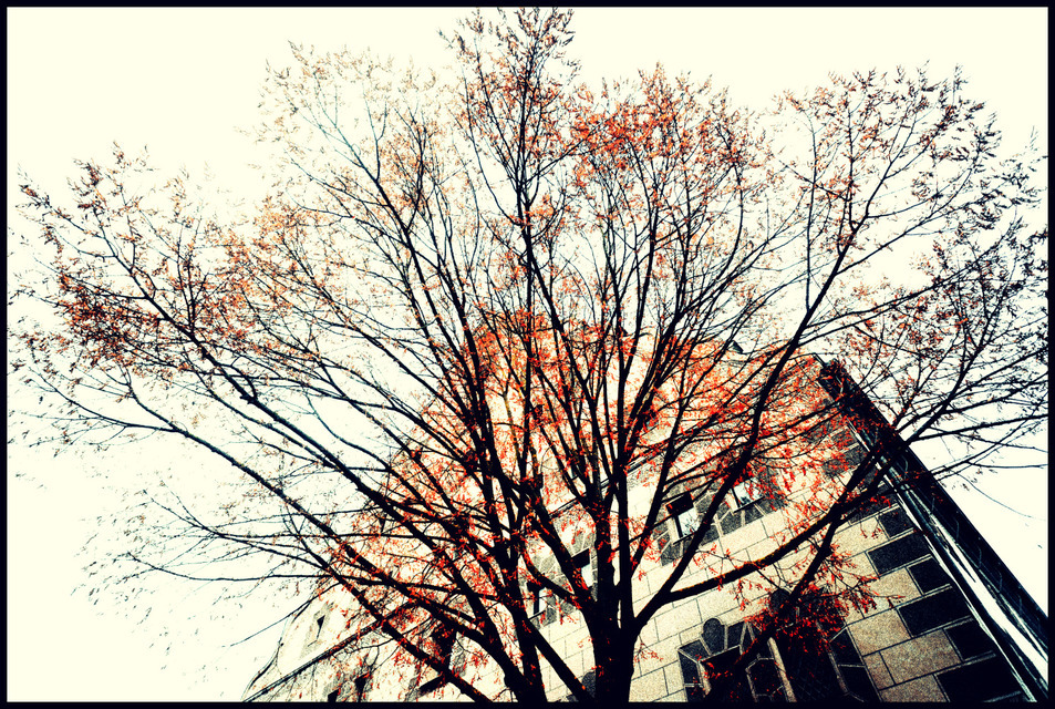 Orange Tree - ID 000793