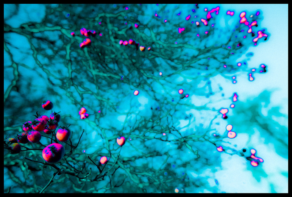 Rosehip I - ID 000859