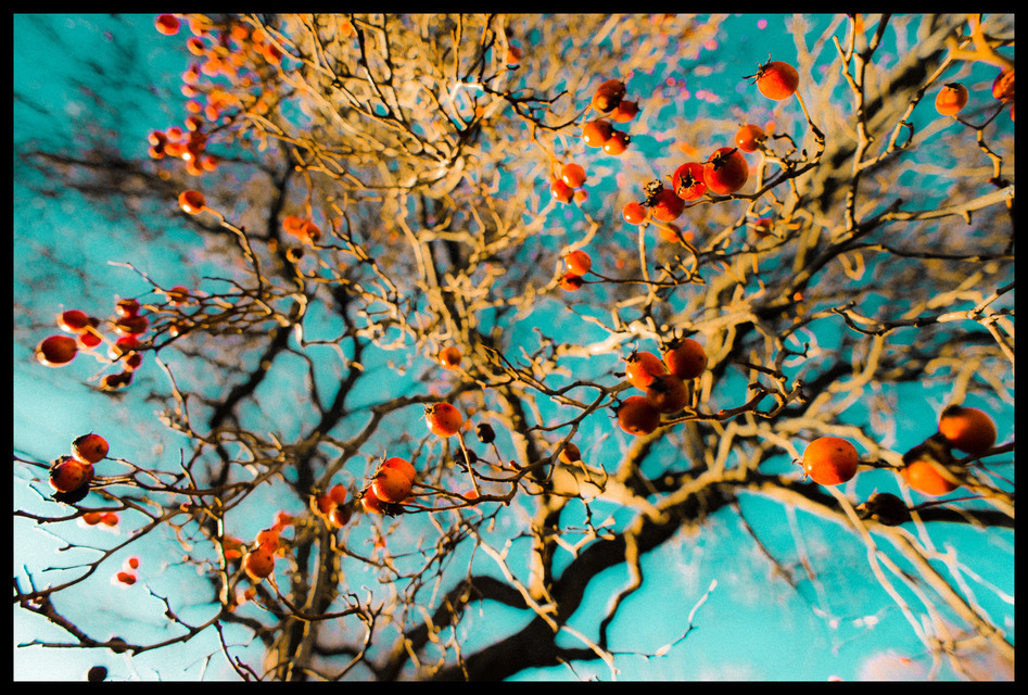 Rosehip II - ID 000860