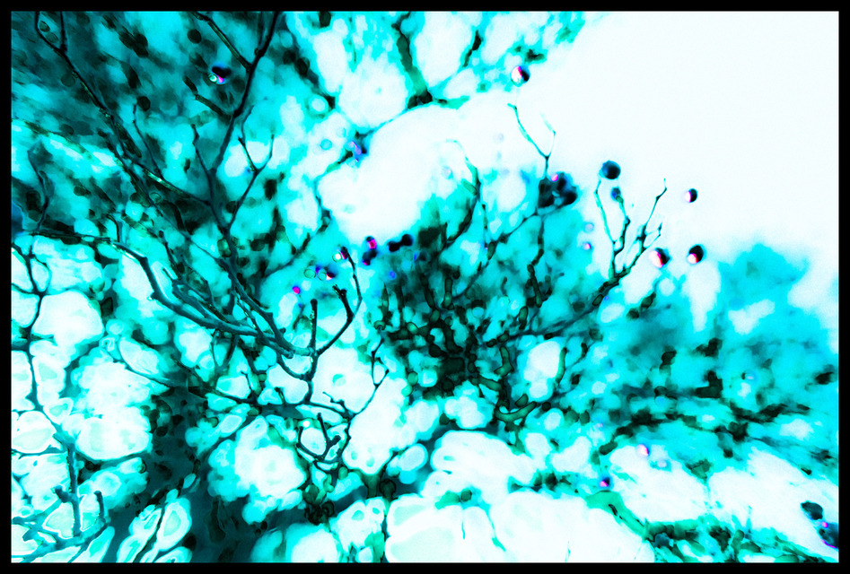 Rosehip IV - ID 000862