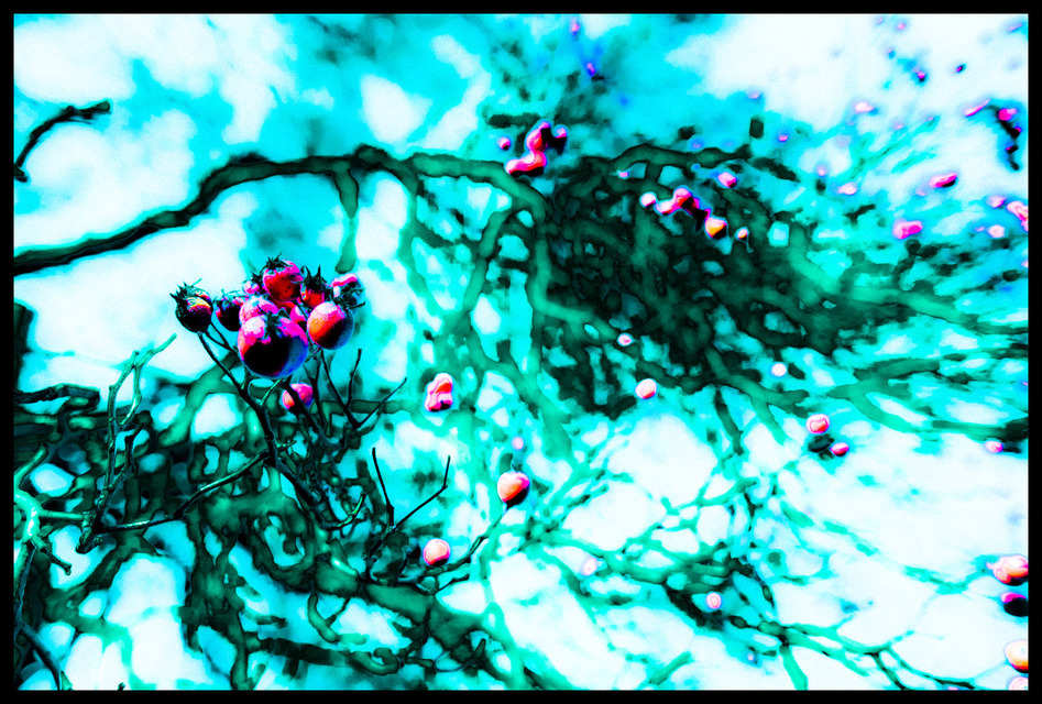 Rosehip V - ID 000863