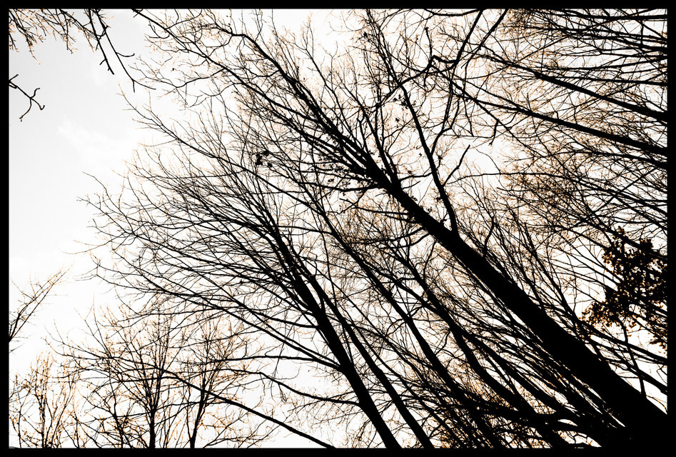 Winter Trees - ID 000887