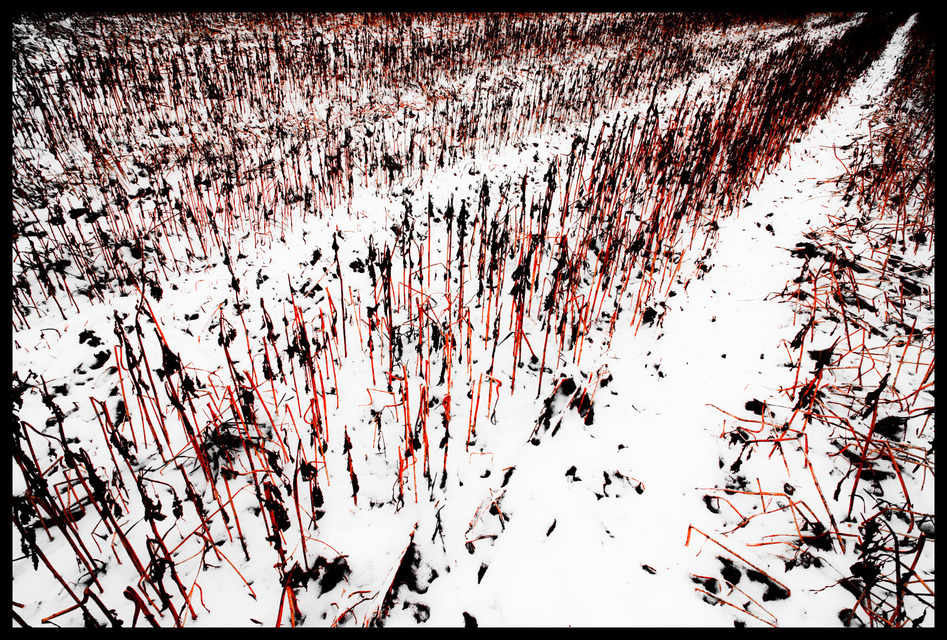Red Field I - ID 000932