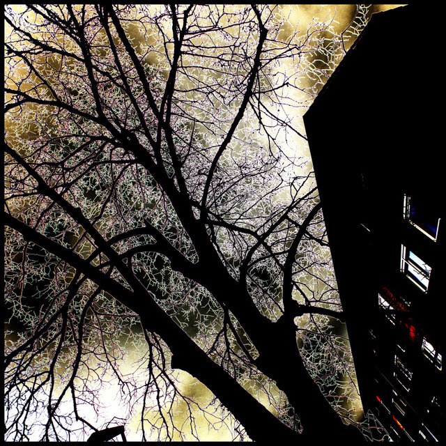 Tree in Front of House - ID 001023