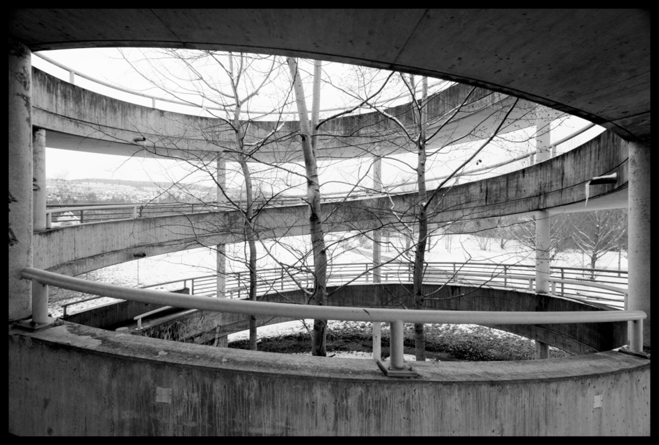 Tree in the Middle - ID 001031