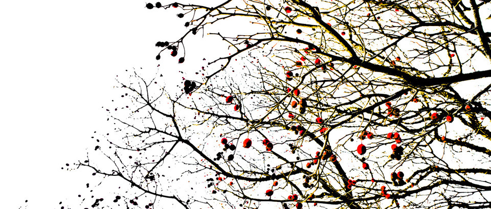 Red Berries - ID 001092