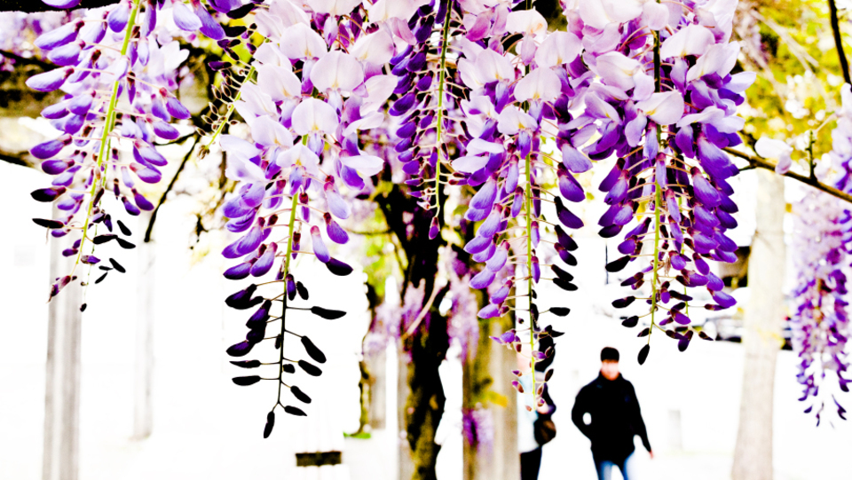 Nature above Men - ID 001177