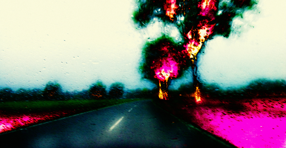 Trees on Fire II - ID 001181