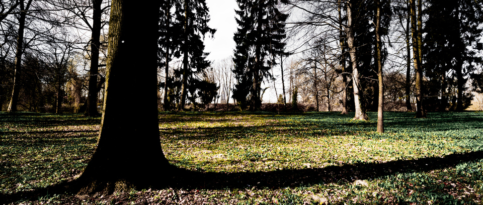 Wood and Stone Trees - ID 001193