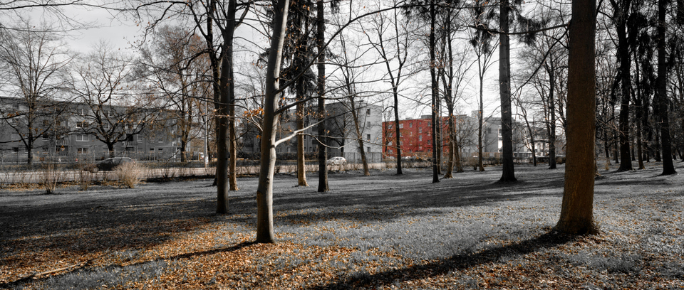 Afternoon Sun - ID 001196