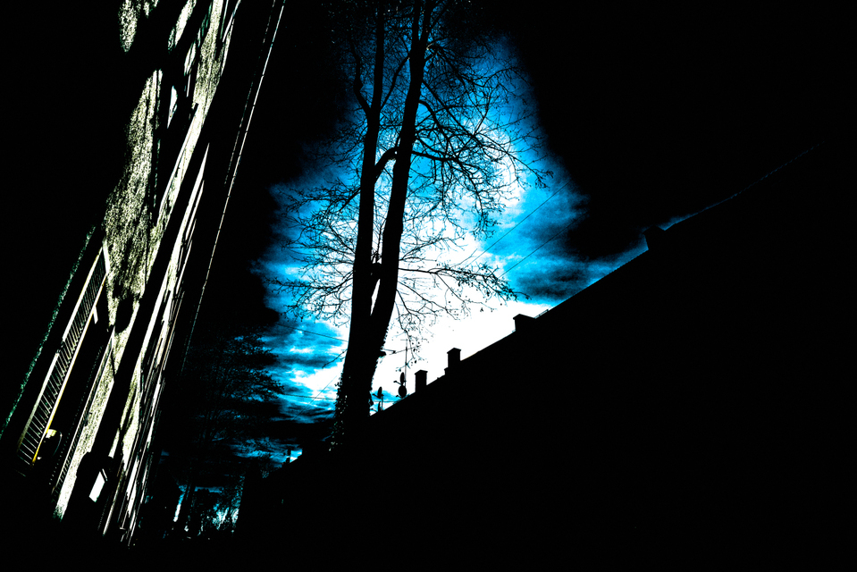 Tree in Street - ID 001214