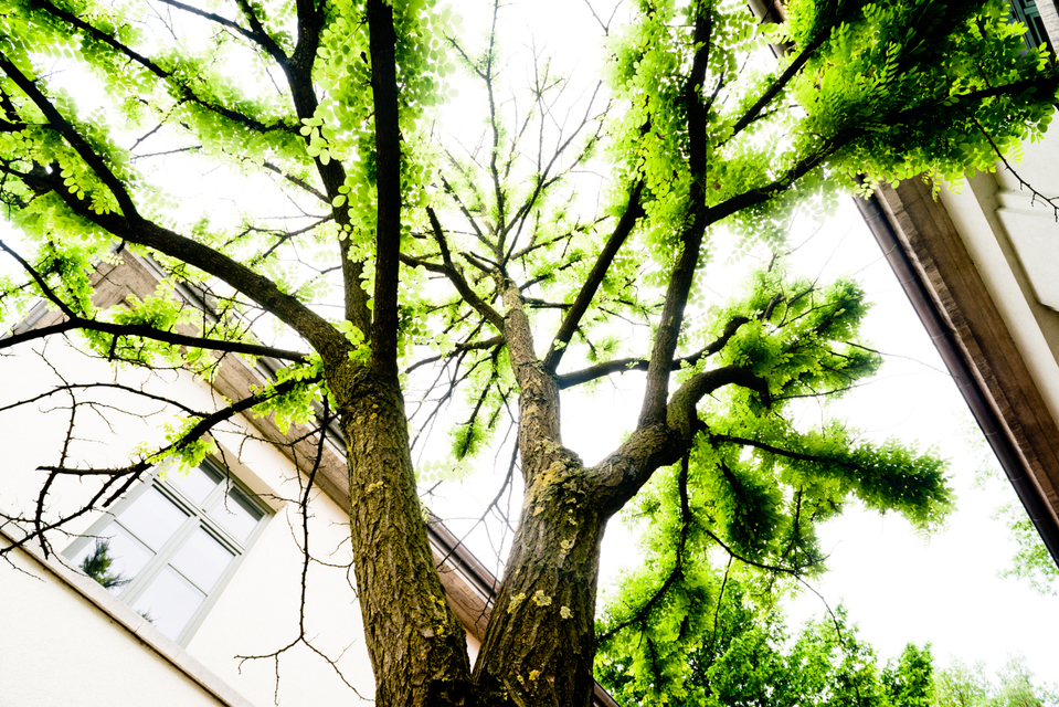 Light Green - ID 001281