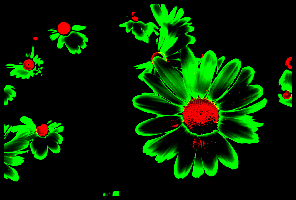 Flower Variation I - ID 001288