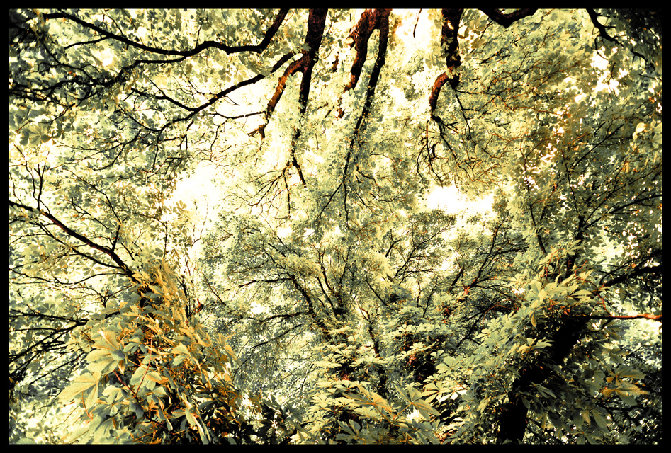 Tree Roof I - ID 001295