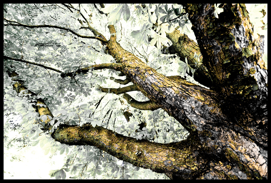 Tree with Leaves - ID 001297