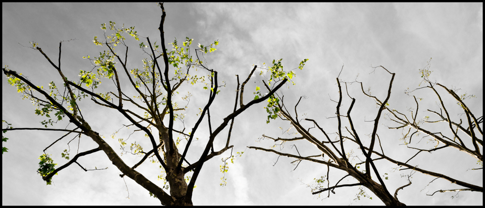 Three Trees - ID 001315