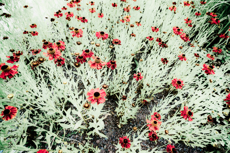 Red Umbrellas - ID 001363