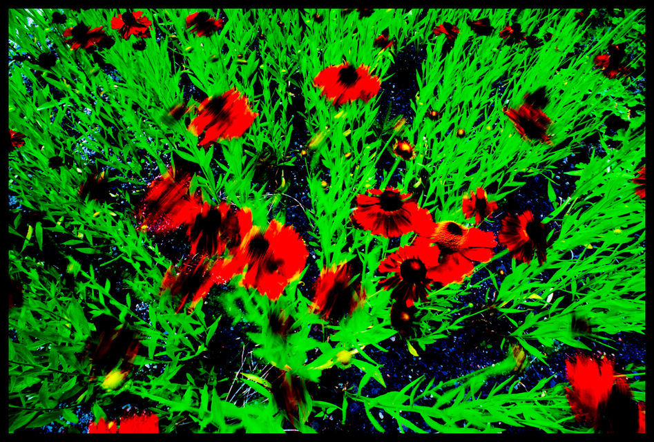 Red on Green - ID 001364