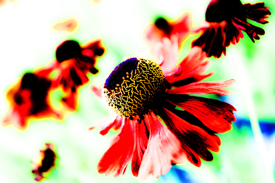 Shuttlecock II - ID 001369