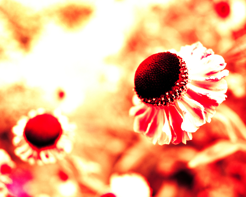 Two Sisters - ID 001373