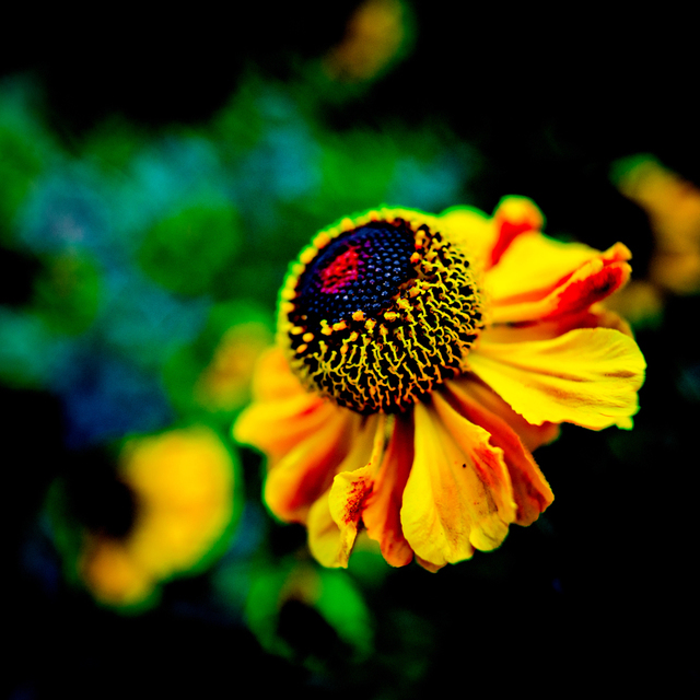 In Front - ID 001374