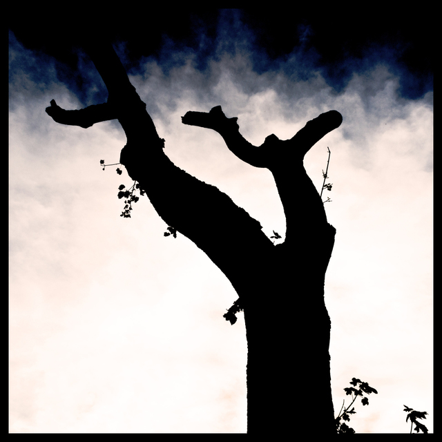 Winter Cut - ID 001575