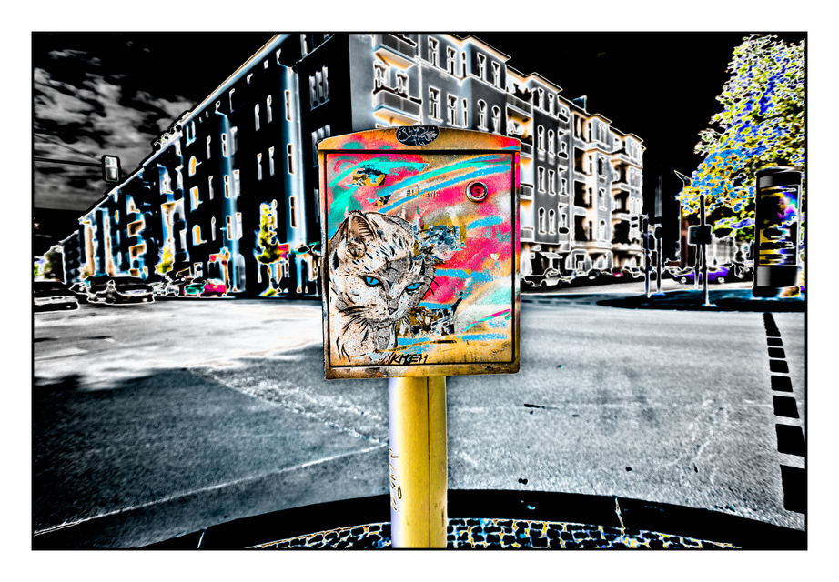 Cat Street Art - ID 001871