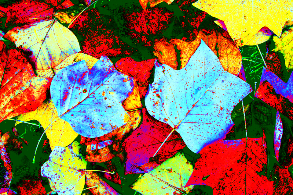 Colored Autumn - ID 001917