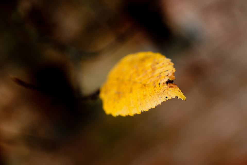 Leaf Left Alone - ID 001923