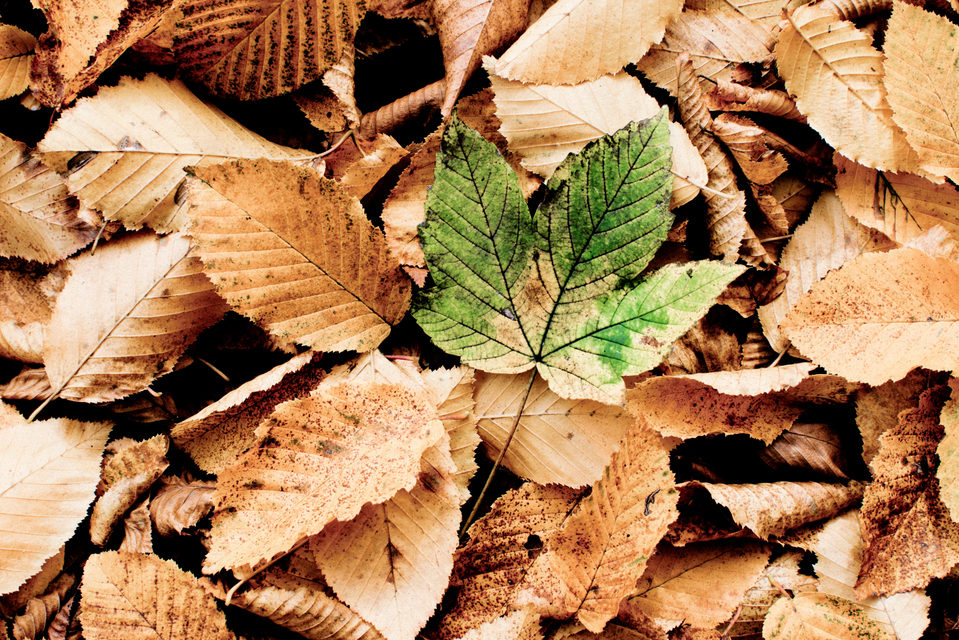 Last Green I - ID 001925