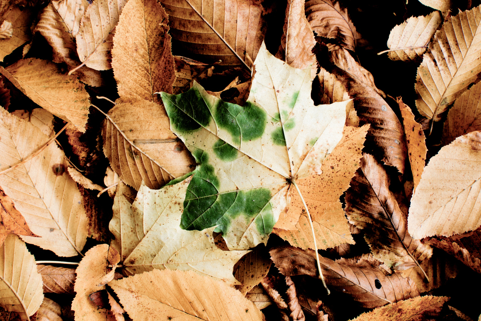 Last Green II - ID 001926