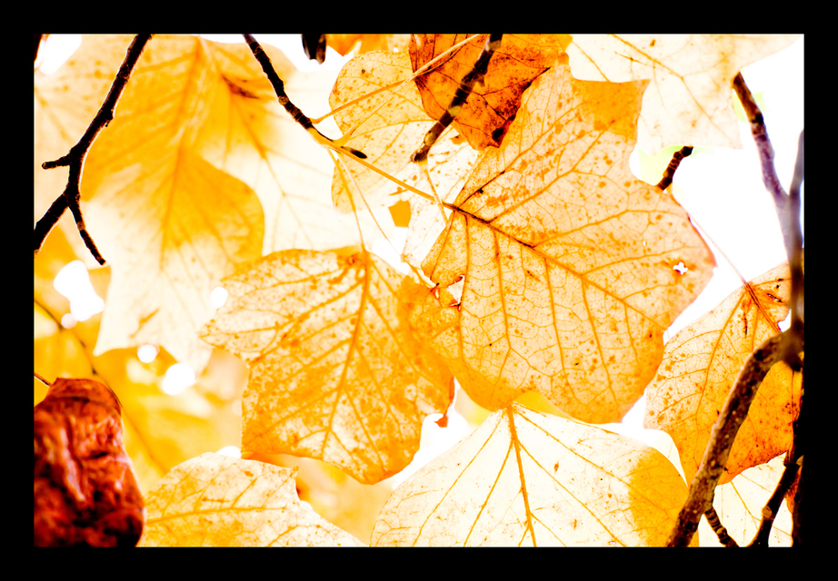 Last Light - ID 001929