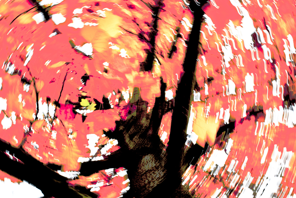 Dancing Around a Tree - ID 001930