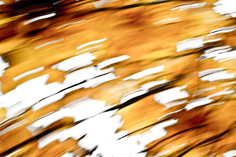 Beyond a Tree - ID 001934