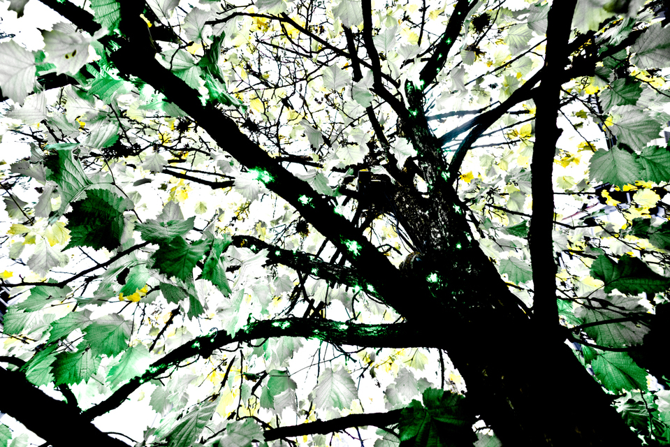 Last Green - ID 001959