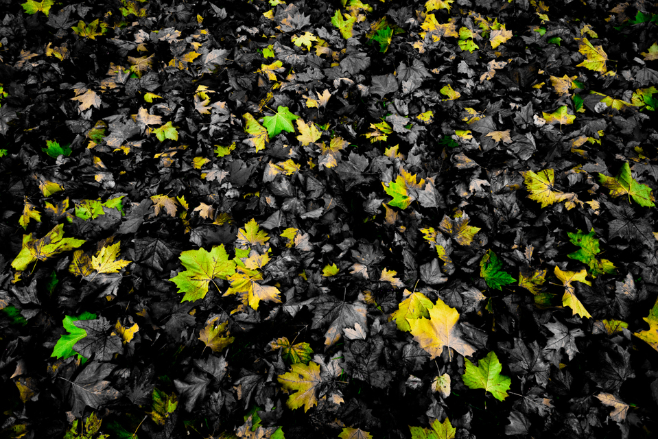 Green Yellow No Red - ID 001984