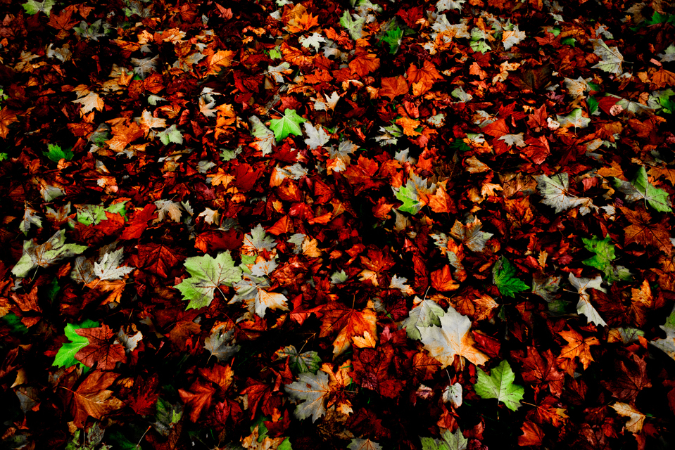 Green on Red - ID 001985