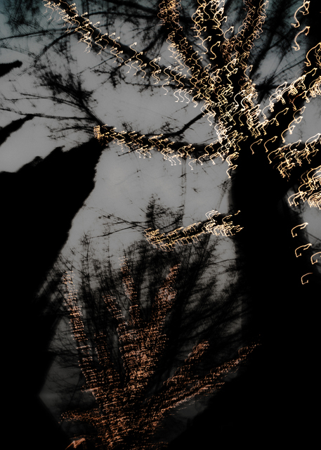 Dancing Lights XXIX - ID 002040