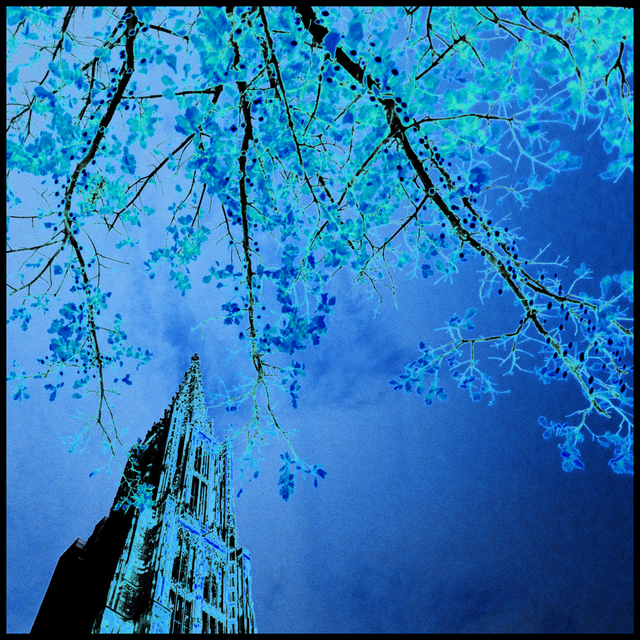 Under the Tree - ID 002093