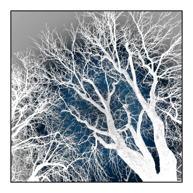 Tree Structures - ID 002112